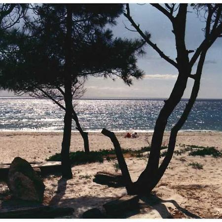 Domaine De L'Avidanella Daire Santa-Lucia-di-Moriani Dış mekan fotoğraf